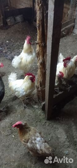 Куры петухи
