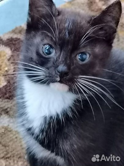 Отдам котят в хорошие руки