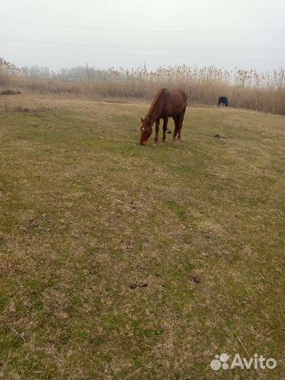 Лошади жеребец
