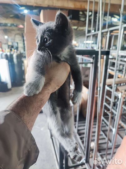 Котята без оплаты