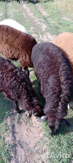 Продам баранов