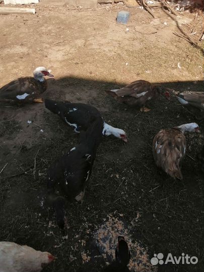 Мускусные утки