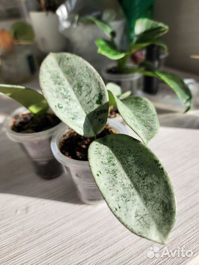 Хойя нова хост