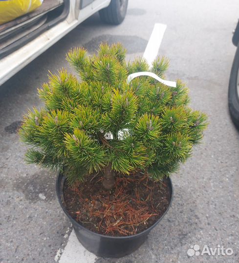 Сосна Охир в С15