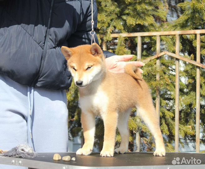 Щенки Сиба Ину