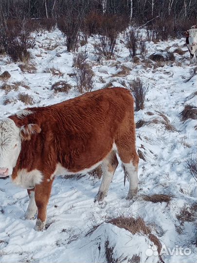 Тёлки 1.5 годовалые