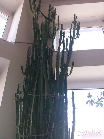 Кактус молочай