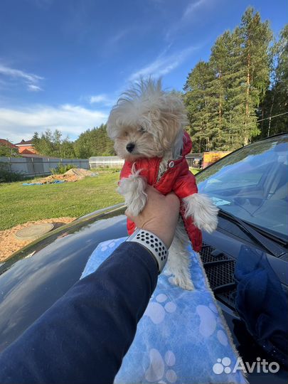 Мальтипу f1 micro