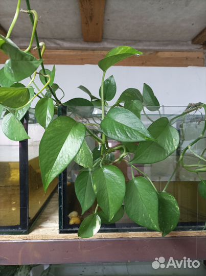 Сциндапсус