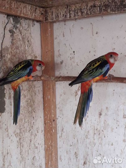 Розелла красная