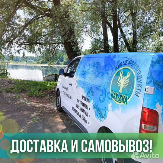 Устрицы живые Императорские Мидии Морепродукты
