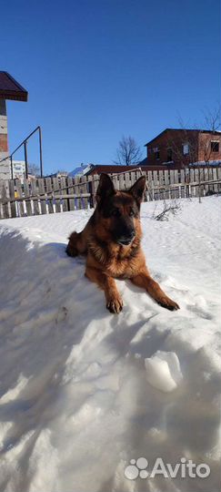 Немецкая овчарка