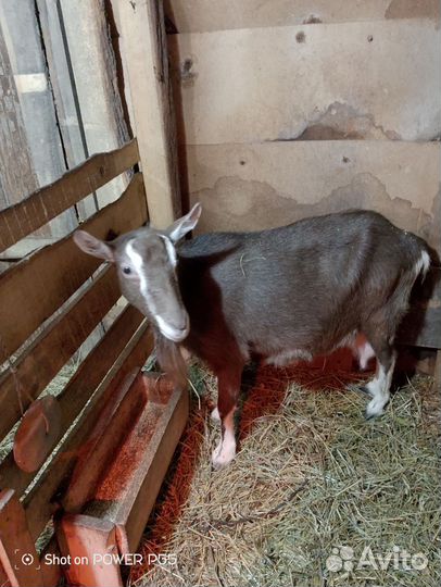 Коза дойная и козел
