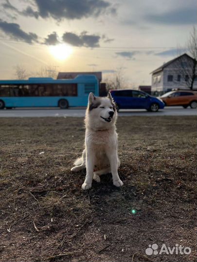 Вязка кобель/хаски