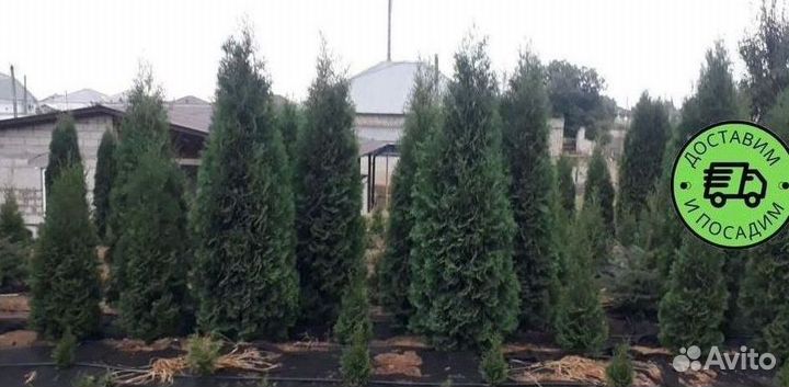 Туя Колумна