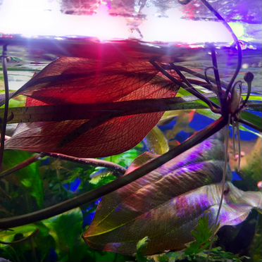 Эхинодорус "Танцующее огненное перо"