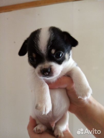 Щенки чихуахуа