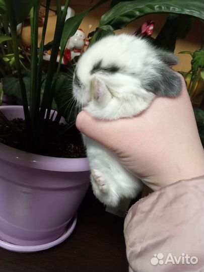 Декоративные карликовые крольчата