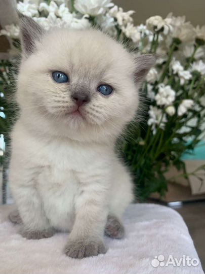 Кошки шотландцы