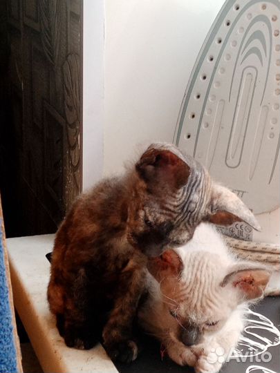 Котята девон-рекс девочки