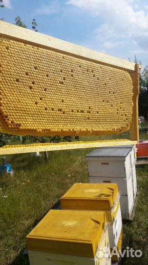 Пчеломатки Бакфаст