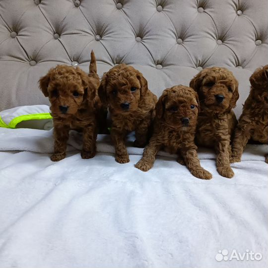 Щенки пуделя