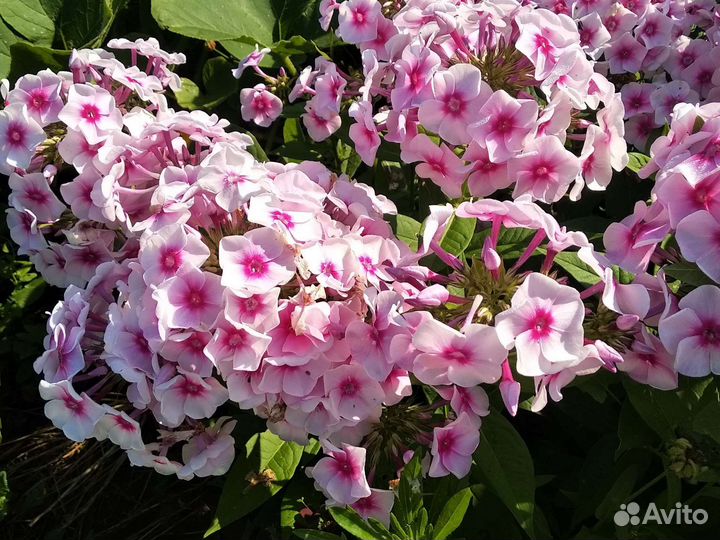 Флоксы, лилейники, ромашка и др цветы