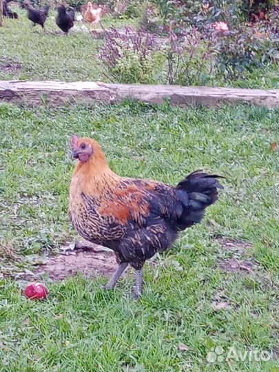 Молодые Петушки