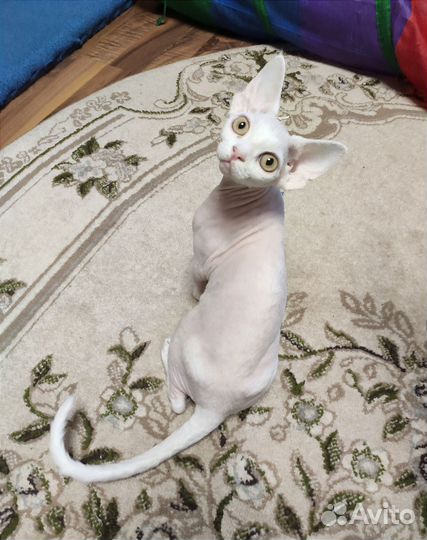 Котик Девон-рекс