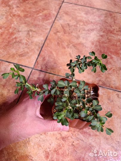 Sarcocaulonvandereziae, adenium PRS