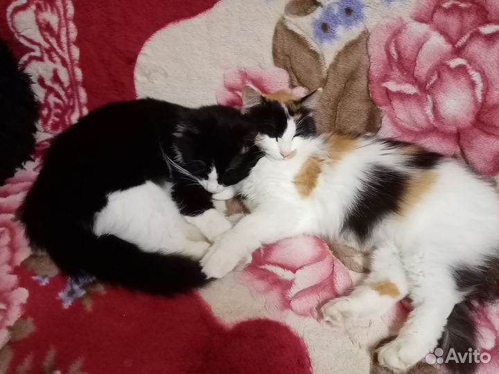 Кошка и кот