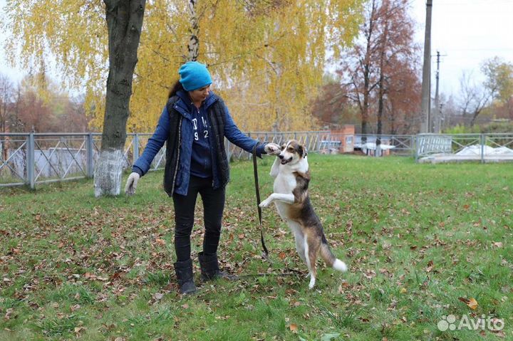 Собака в добрые руки