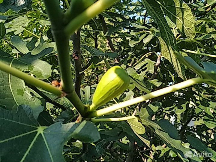 Саженцы инжира