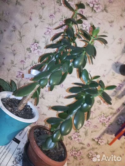 Комнатные растения