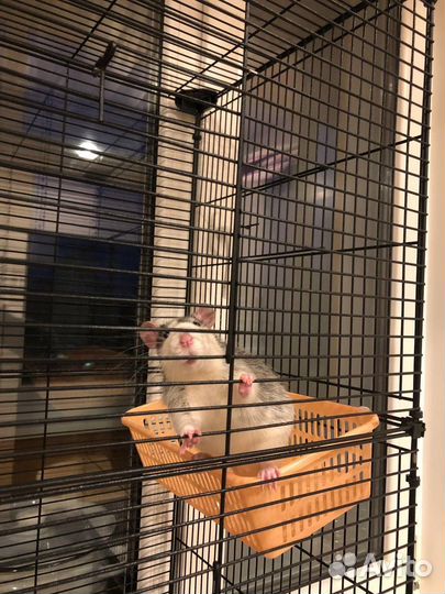 Крыса мальчик