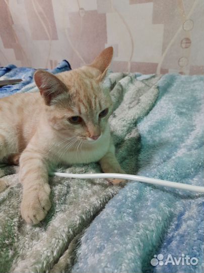 Кошка