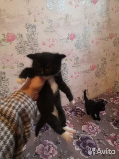 Котята в дар бесплатно