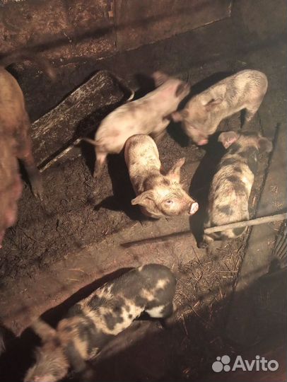 Поросята