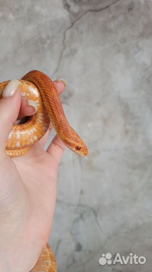 Змея маисовый полоз