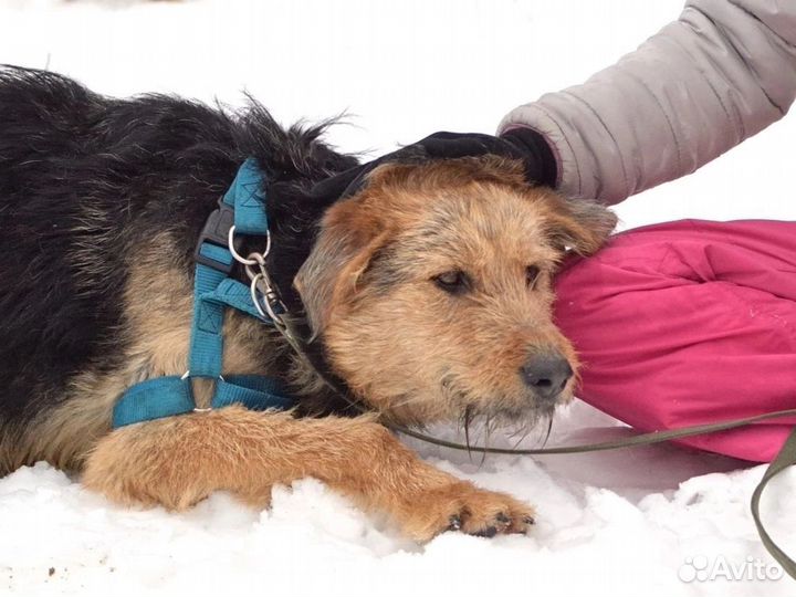 Аким.он ещё щенок. Подготовительная группа