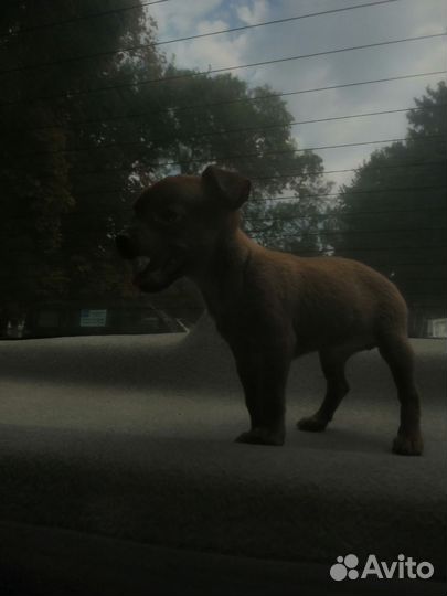 Мини той-терьер