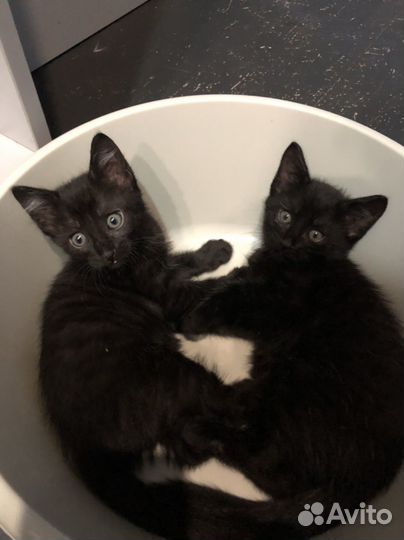 Котики в любящие ручки