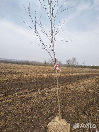 Робиния лжеакация