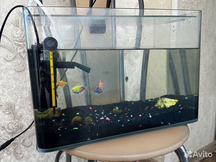 Аквариумные рыбки