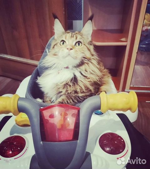 Котята мейн-кун