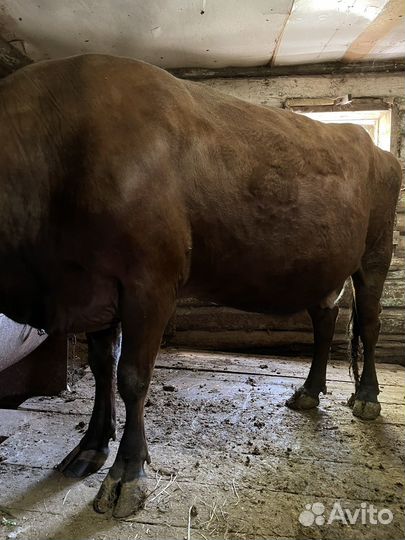 Корова стельная