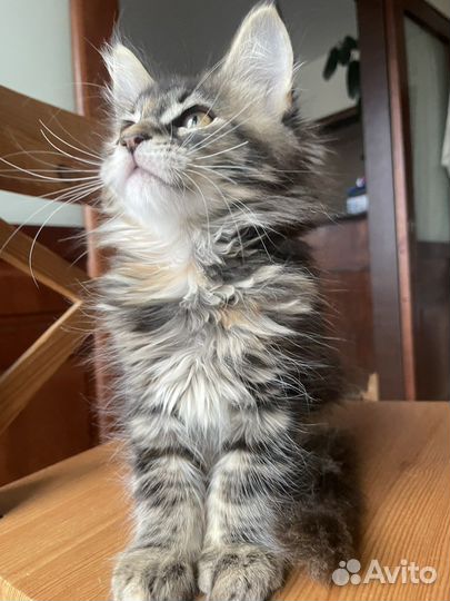 Котенок мейн-кун девочка