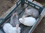 Кролики в ассортименте