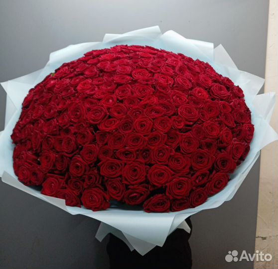 Розы цветы букеты 24/7 25 51 101 151 201 501