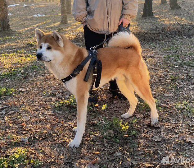 Акита ину вязка